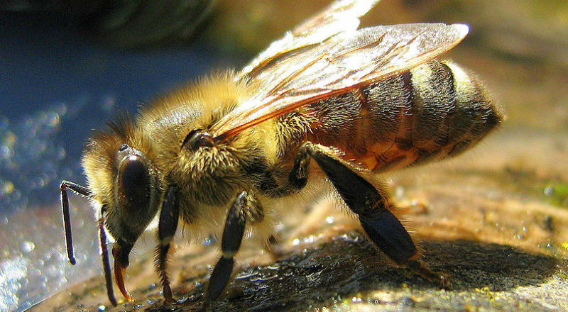 Pszczoły zagrożone