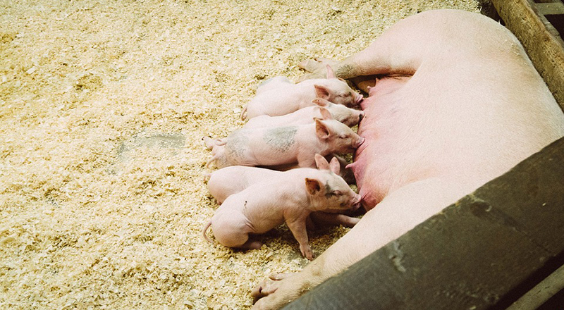 Choroby cirkowirusowe świń - zagrożenie dla opłacalności produkcji trzody chlewnej