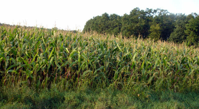 Populacja stonki kukurydzianej znacznie się zmniejszała