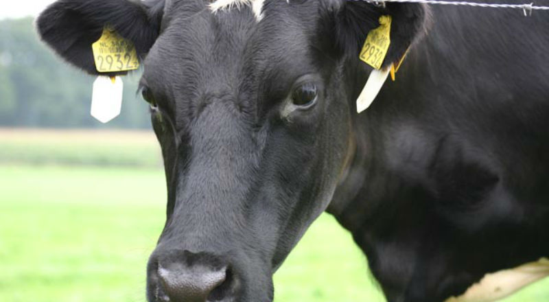 Amerykański program uboju krów mlecznych