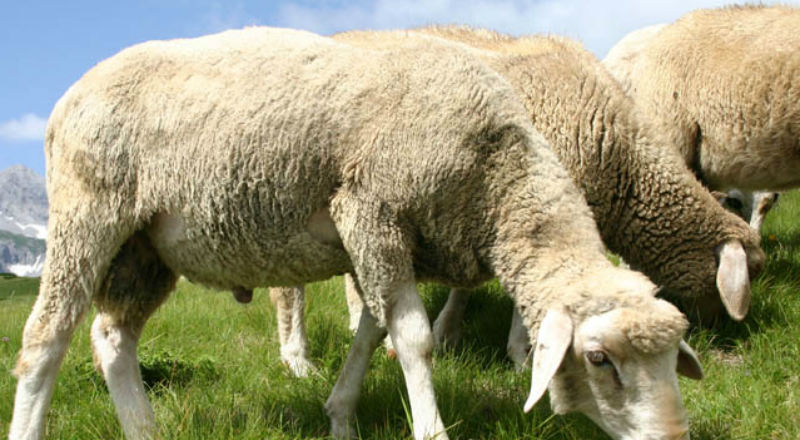 Czy dodatkowe dopłaty uratują hodowlę owiec?