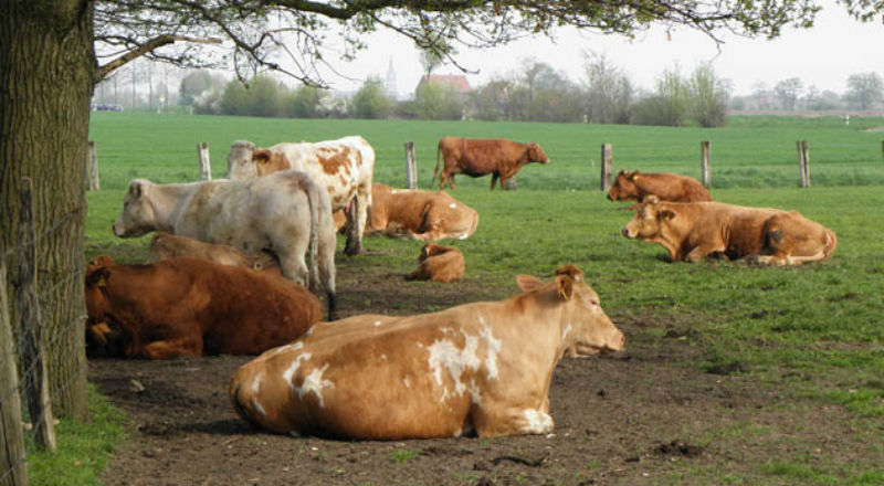 Hodowle krów na Słowacji atakuje wąglik