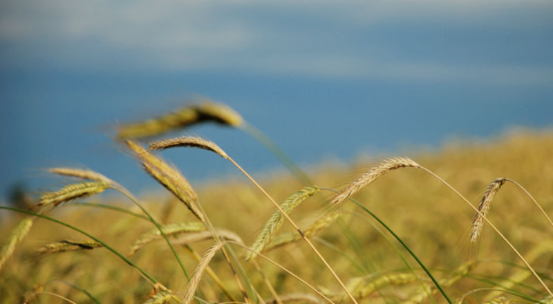 IERiGŻ: zbiory zbóż w 2009 będą o 5 proc. niższe niż w 2008