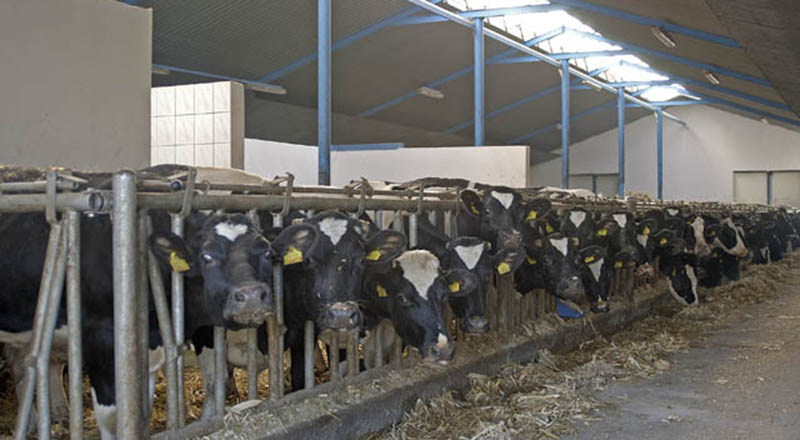 Konsolidacja branży mleczarskiej
