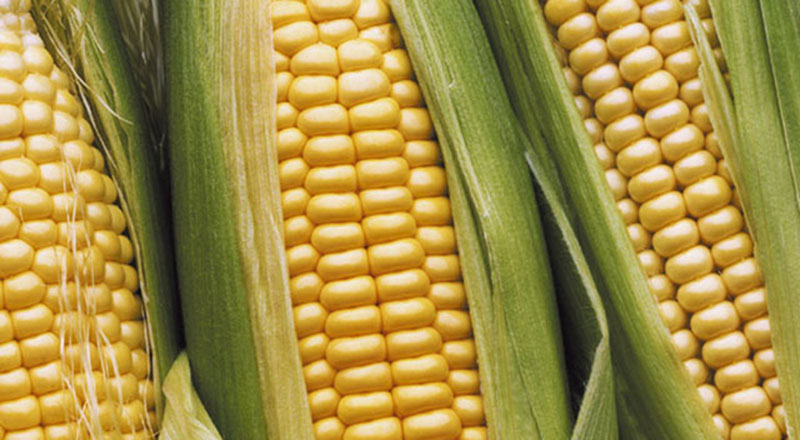 Nasiona kukurydzy w Unii Europejskiej - produkcja na miarę potrzeb