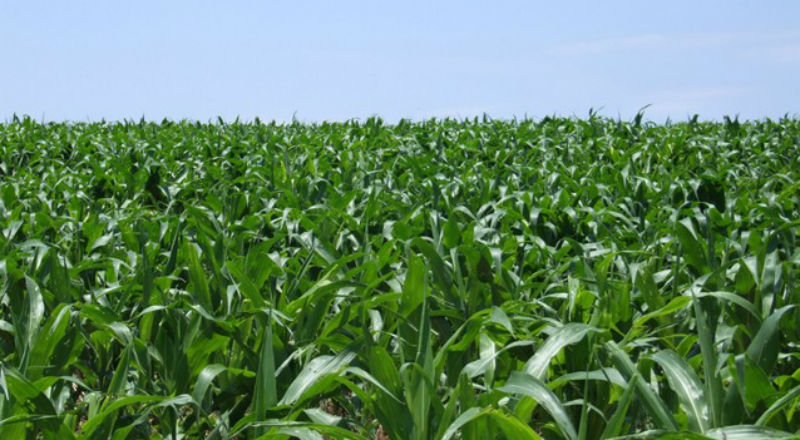 Obniżyć koszty produkcji kukurydzy
