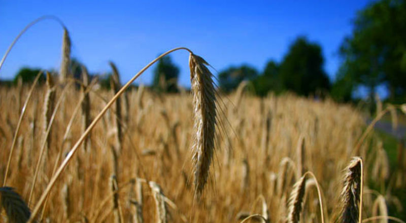 Opłaty licencyjne dla autorów odmian zbóż