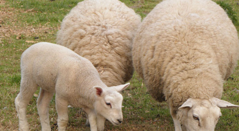 Owce znikną z naszego krajobrazu?