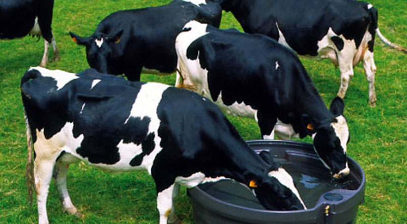 Poidła dla bydła - Ile wody potrzebuje bydło?