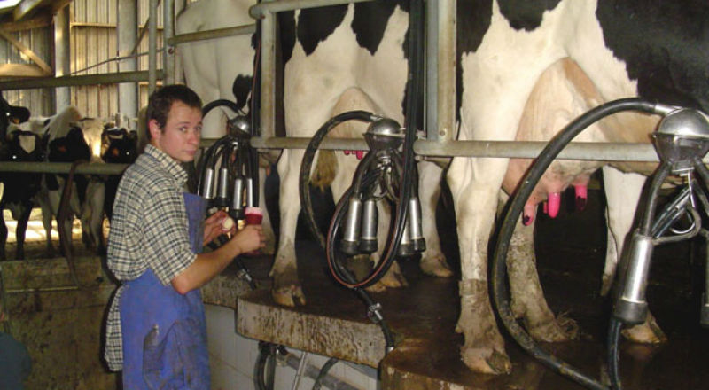Polska wykorzystała w 98 proc. limit produkcji mleka
