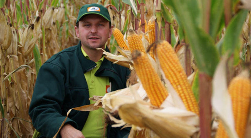 Rynek kukurydzy w Polsce - perspektywy rozwoju