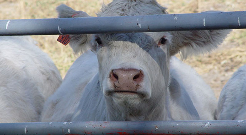 Resort rolnictwa chce zalegalizować rytualny ubój zwierząt