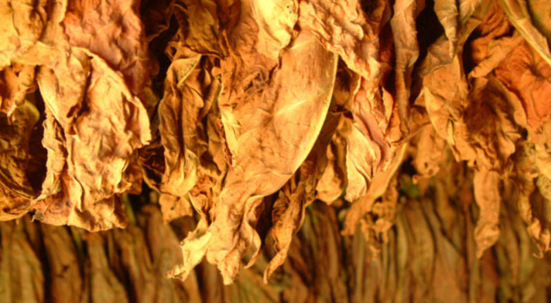 Szansa dla plantatorów tytoniu na dodatkowe dopłaty