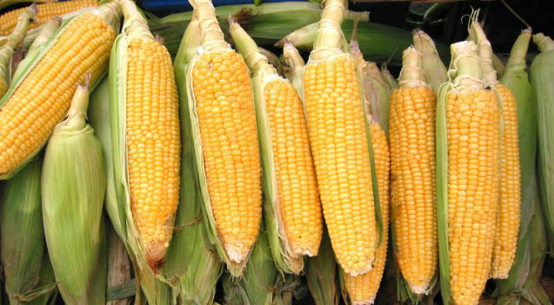 USA nie zadowolone z unijnych propozycji w sprawie GMO