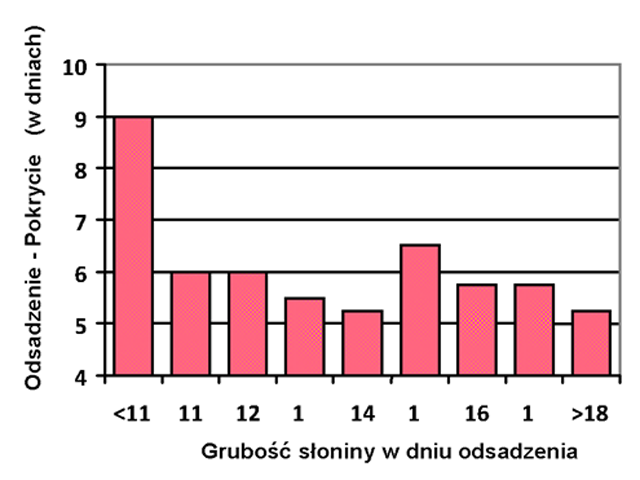 wykres nr 1. Wpływ grubości słoniny na długość okresu między odsadzeniem a pokryciem [źródło: Provimi Research]