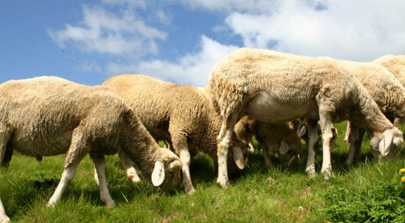 Wypasione owce