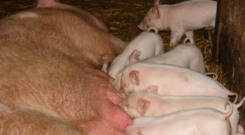 Wzrasta pogłowie świń