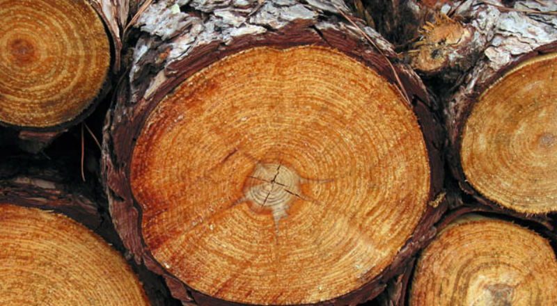 Z lubelskich lasów masowo ginie drewno