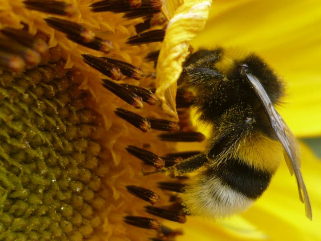 Zagadka ginięcia pszczół rozwiązana?