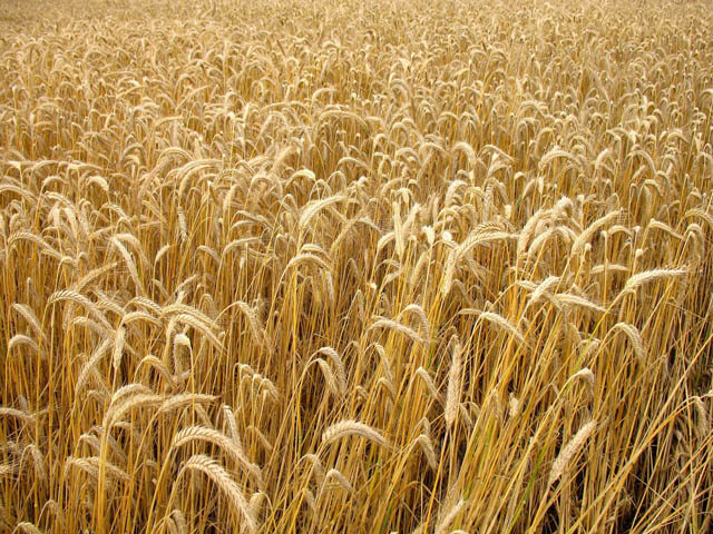 Zbiory zbóż w 2010 27,5 mln t, ceny pozostaną niskie