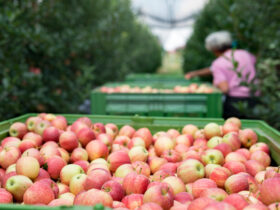Wojna w Ukrainie to kolejny problem dla polskich eksporterów jabłek. Przez zerwane łańcuchy dostaw przepadły rynki zbytu w Mongolii i Kazachstanie