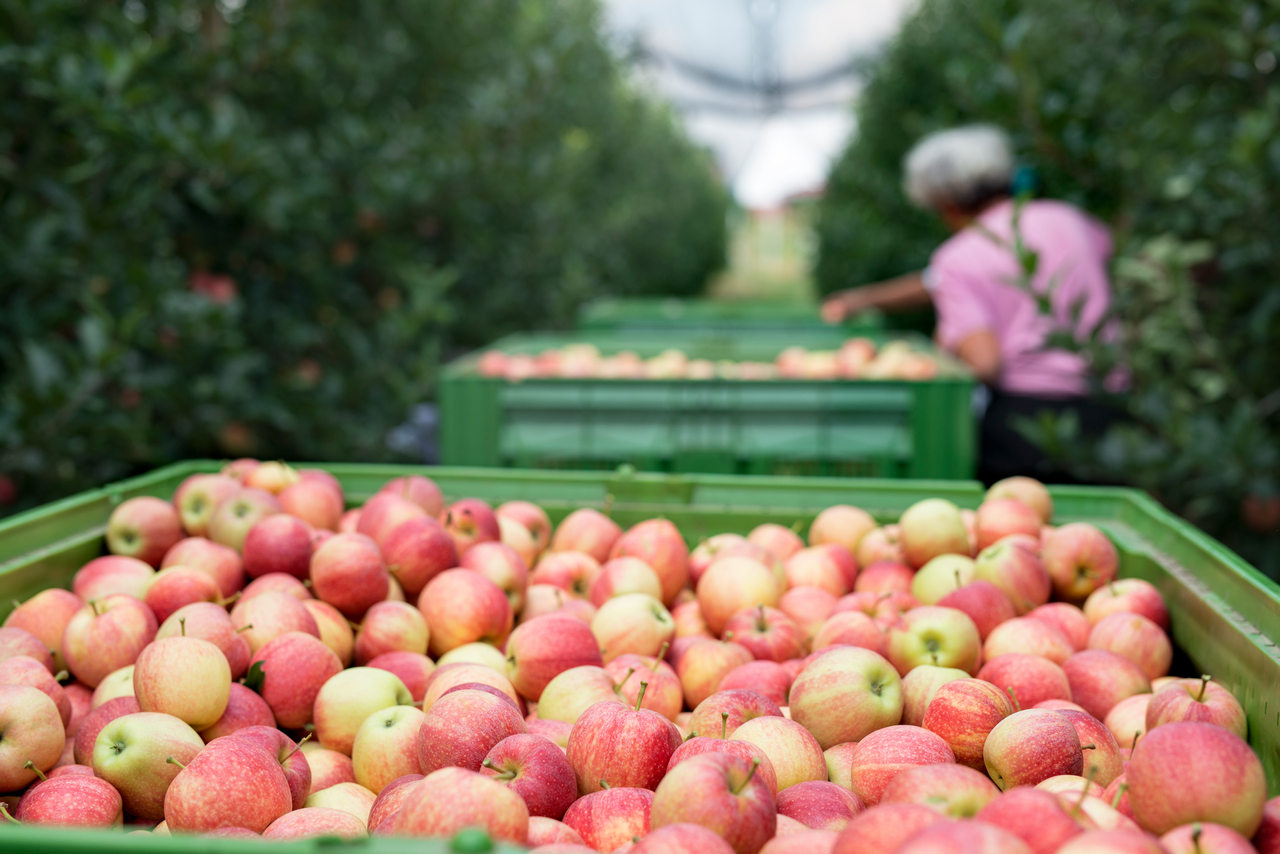 Wojna w Ukrainie to kolejny problem dla polskich eksporterów jabłek. Przez zerwane łańcuchy dostaw przepadły rynki zbytu w Mongolii i Kazachstanie
