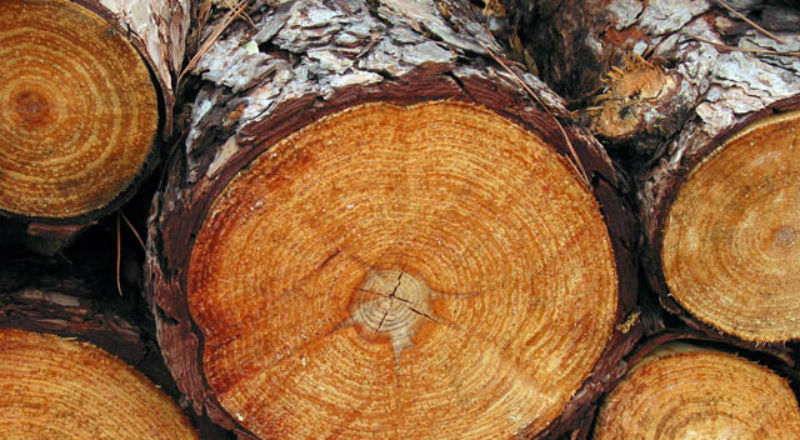 Internetowy system sprzedaży drewna