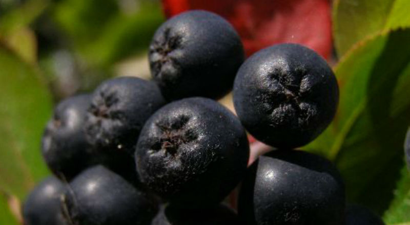 Aronia to najzdrowszy owoc jagodowy na świecie