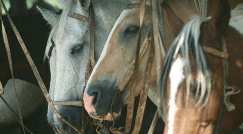 Bez dopłat do zachowawczych ras koni