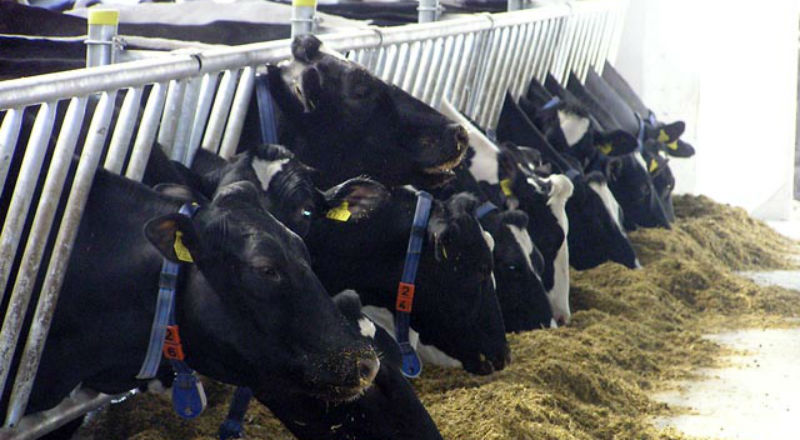 Dodatkowe limity produkcji mleka