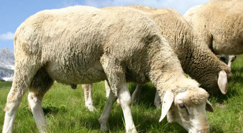 Eksperci alarmują: coraz mniej owiec w Polsce