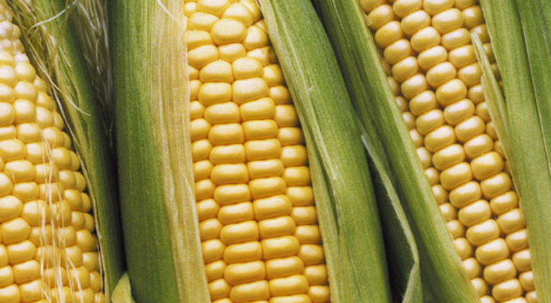 GMO - przyspieszenie