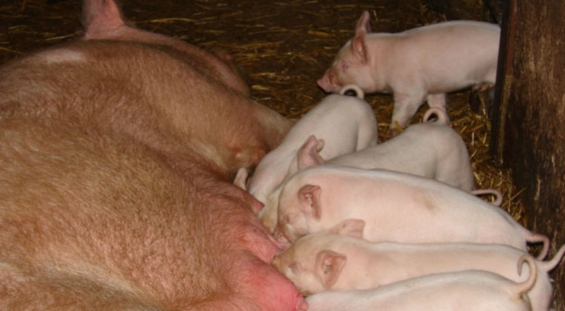 GUS: pogłowie świń wyższe niż przed rokiem