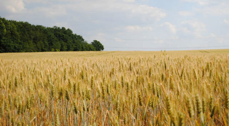 Maleją prognozy zbiorów zbóż