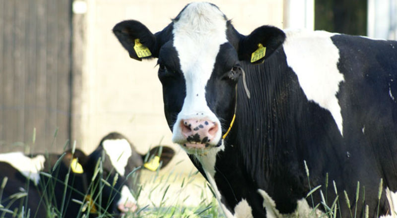 Nie będzie zaliczek na poczet kar za przekroczenie limitów produkcji mleka
