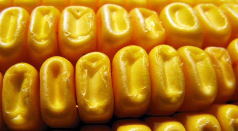 Niska cena skupu kukurydzy
