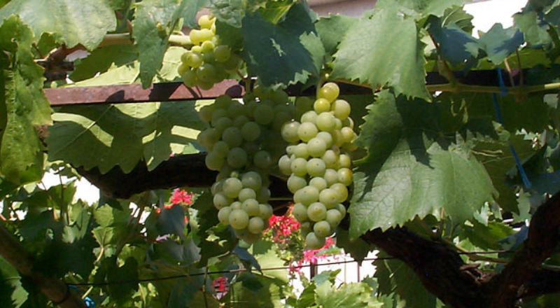 Początek zbiorów winogron we francuskiej Szampanii