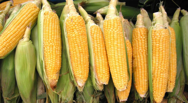 Powoli ruszają żniwa kukurydzy