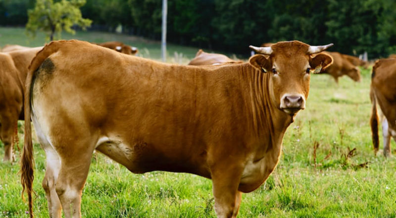 Rośnie liczba hodowców bydła mięsnego