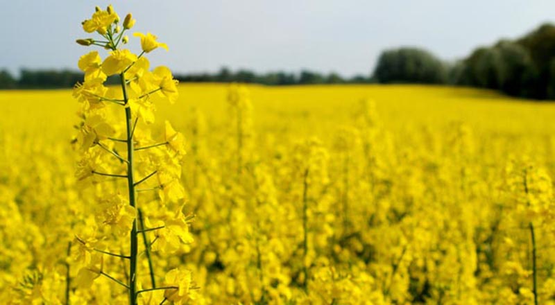 Ukraina zmniejsza uprawy rzepaku i słonecznika
