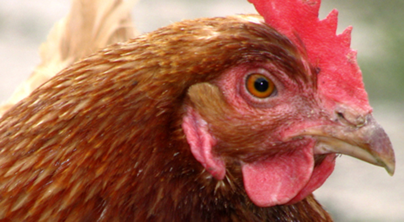 Bezmyślna rzeź kurczaków w Rosji