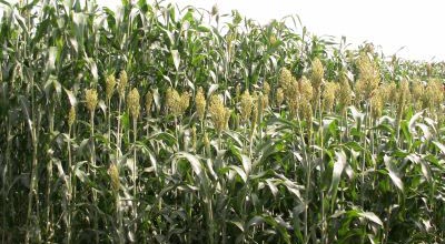 Sorgo - alternatywa dla kukurydzy