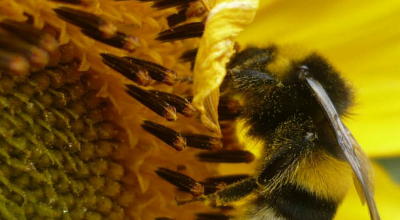 Współpraca BASF i NOD Apiary Products na rzecz zdrowia pszczół